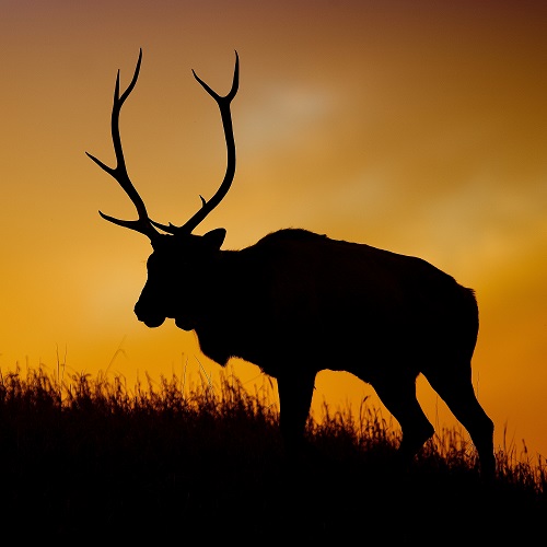 Elk on a ridge